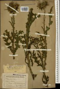 Carduus nutans L., Caucasus, Stavropol Krai, Karachay-Cherkessia & Kabardino-Balkaria (K1b) (Russia)