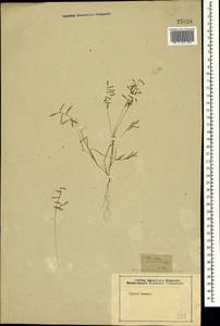 Catapodium rigidum (L.) C.E.Hubb., Crimea (KRYM) (Russia)