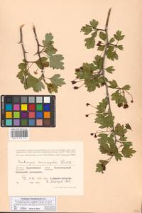 Crataegus rhipidophylla Gand., Eastern Europe, Central forest-and-steppe region (E6) (Russia)