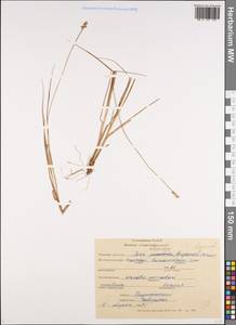 Carex heleonastes Ehrh. ex L.f., Siberia, Western Siberia (S1) (Russia)