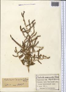 Halocharis hispida (Schrenk) Bunge, Middle Asia, Pamir & Pamiro-Alai (M2) (Tajikistan)