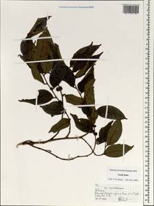 Magnoliopsida, South Asia, South Asia (Asia outside ex-Soviet states and Mongolia) (ASIA) (India)