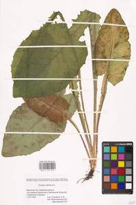 Crepis sibirica L., Eastern Europe, Western region (E3) (Russia)