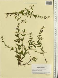 Scutellaria galericulata L., Eastern Europe, Central region (E4) (Russia)