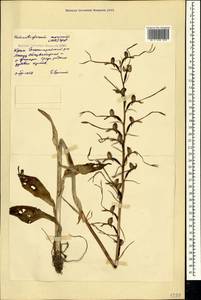 Himantoglossum caprinum (M.Bieb.) Spreng., Crimea (KRYM) (Russia)