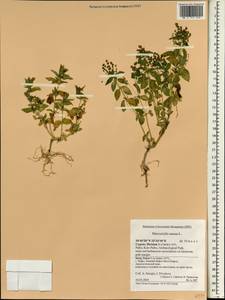 Mercurialis annua L., South Asia, South Asia (Asia outside ex-Soviet states and Mongolia) (ASIA) (Cyprus)