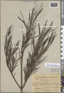 Salix schwerinii E. L. Wolf, Siberia, Russian Far East (S6) (Russia)