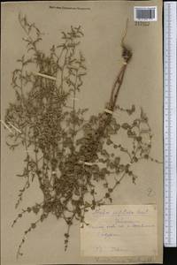 Limonium reniforme (Girard) Lincz., Middle Asia, Syr-Darian deserts & Kyzylkum (M7) (Uzbekistan)