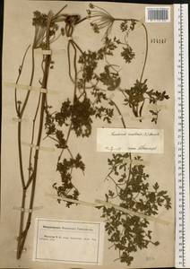 Oreoselinum nigrum Delarbre, Eastern Europe, Central forest-and-steppe region (E6) (Russia)