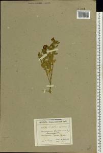 Trifolium aureum Pollich, Eastern Europe, North Ukrainian region (E11) (Ukraine)