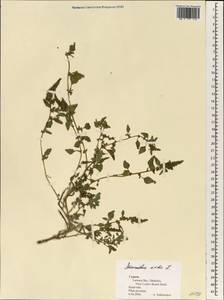 Amaranthus viridis L., South Asia, South Asia (Asia outside ex-Soviet states and Mongolia) (ASIA) (Cyprus)