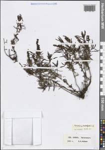 Veronica multifida L., Caucasus, Stavropol Krai, Karachay-Cherkessia & Kabardino-Balkaria (K1b) (Russia)