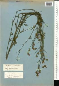 Althaea cannabina L., Caucasus, Dagestan (K2) (Russia)