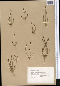 Lomatogonium brachyantherum (C. B. Cl.) Fern., Middle Asia, Pamir & Pamiro-Alai (M2) (Tajikistan)
