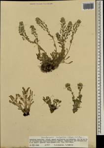 Smelowskia calycina (Stephan ex Willd.) C. A. Mey., Mongolia (MONG) (Mongolia)