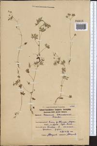 Geranium schrenkianum Trautv. in A.K. Becker, Middle Asia, Northern & Central Kazakhstan (M10) (Kazakhstan)