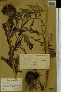 Rhaponticum carthamoides subsp. carthamoides, Siberia, Western (Kazakhstan) Altai Mountains (S2a) (Kazakhstan)