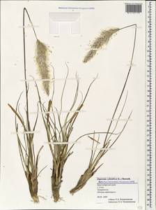 Imperata cylindrica (L.) Raeusch., Caucasus, Black Sea Shore (from Novorossiysk to Adler) (K3) (Russia)