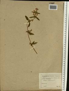 Galeopsis ladanum L., Eastern Europe, Moscow region (E4a) (Russia)