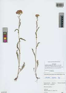 Achillea asiatica Serg., Siberia, Altai & Sayany Mountains (S2) (Russia)