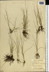 Juncus compressus Jacq., Eastern Europe, Lower Volga region (E9) (Russia)