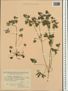 Geranium dissectum L., Crimea (KRYM) (Russia)