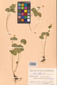 Viola biflora L., Siberia, Russian Far East (S6) (Russia)