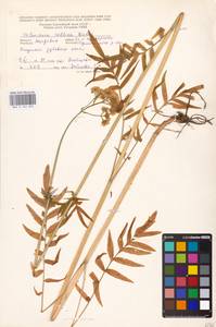 Valeriana pratensis subsp. angustifolia (Soó) Kirschner, Buttler & Hand, Eastern Europe, Moldova (E13a) (Moldova)