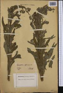 Cynoglossum officinale L., Western Europe (EUR) (Germany)