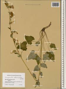 Campanula alliariifolia Willd., Caucasus, South Ossetia (K4b) (South Ossetia)