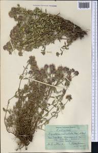 Ziziphora pedicellata Pazij & Vved., Middle Asia, Western Tian Shan & Karatau (M3) (Uzbekistan)
