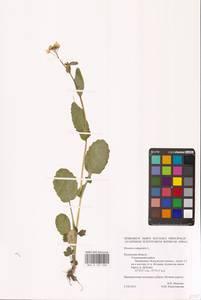 Brassica rapa subsp. sylvestris (L.) Janch., Eastern Europe, Central region (E4) (Russia)