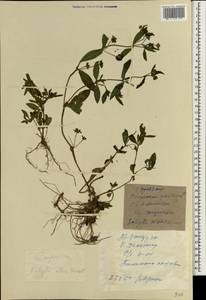 Eclipta alba (L.) Hassk., South Asia, South Asia (Asia outside ex-Soviet states and Mongolia) (ASIA) (China)