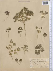 Euphorbia densa Schrenk, Middle Asia, Kopet Dag, Badkhyz, Small & Great Balkhan (M1) (Turkmenistan)
