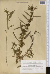 Ludwigia perennis L., Middle Asia, Pamir & Pamiro-Alai (M2) (Tajikistan)