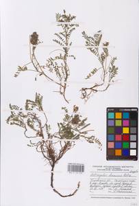 Astragalus danicus Retz., Eastern Europe, North-Western region (E2) (Russia)