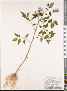 Solanum lycopersicum L., Eastern Europe, Central region (E4) (Russia)
