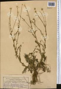 Tripleurospermum disciforme (C. A. Mey.) Sch. Bip., Middle Asia, Kopet Dag, Badkhyz, Small & Great Balkhan (M1) (Turkmenistan)