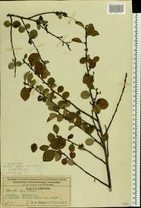 Cotoneaster alaunicus Golitsin, Eastern Europe, Central region (E4) (Russia)
