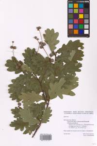 Quercus, Eastern Europe, Central forest-and-steppe region (E6) (Russia)