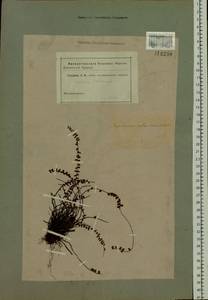 Asplenium trichomanes L., Siberia (no precise locality) (S0) (Russia)