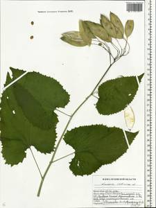 Lunaria rediviva L., Eastern Europe, Central forest-and-steppe region (E6) (Russia)