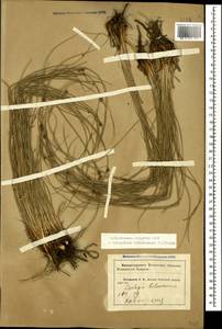 Scirpoides holoschoenus (L.) Soják, Caucasus, Krasnodar Krai & Adygea (K1a) (Russia)