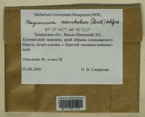 Plagiomnium curvatulum (Lindb.) Schljakov, Bryophytes, Bryophytes - Western Siberia (including Altai) (B15) (Russia)