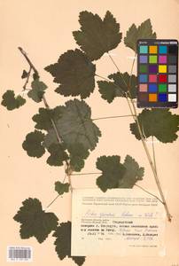 Ribes spicatum E.Robson, Eastern Europe, Western region (E3) (Russia)