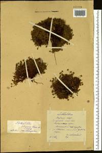 Potentilla elegans Cham. & Schltdl., Siberia, Yakutia (S5) (Russia)