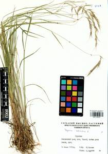 Elymus sibiricus L., Siberia, Baikal & Transbaikal region (S4) (Russia)