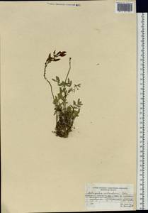 Astragalus tolmaczevii B.A. Yurtsev, Siberia, Central Siberia (S3) (Russia)
