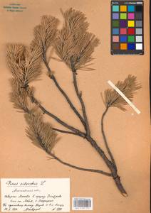 Pinus sylvestris L., Eastern Europe, Moscow region (E4a) (Russia)