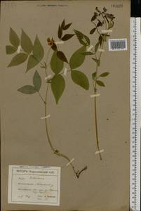 Lathyrus vernus (L.) Bernh., Eastern Europe, North Ukrainian region (E11) (Ukraine)